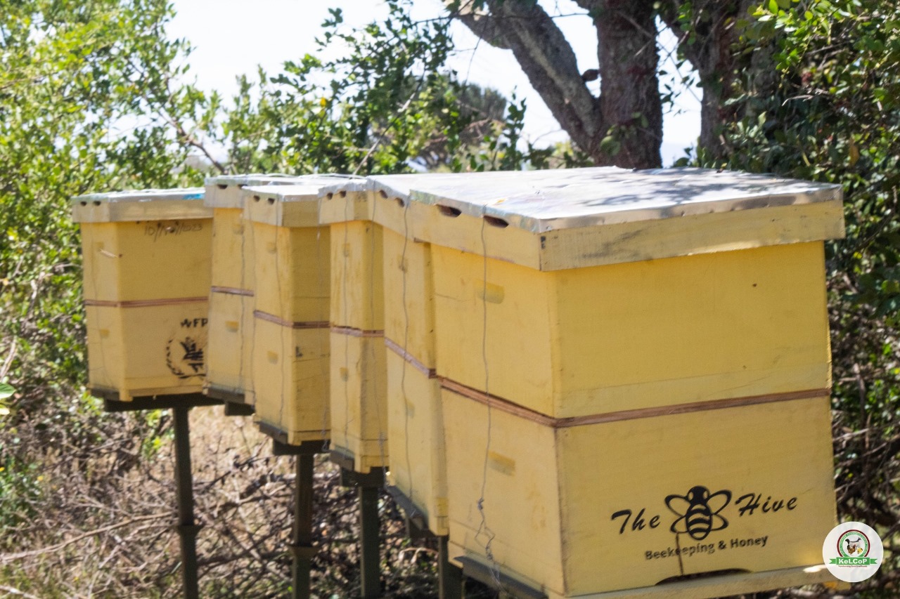 APICULTURE