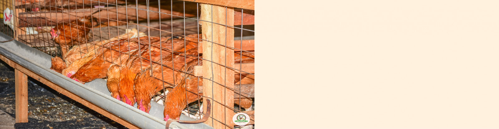 chicken.png
