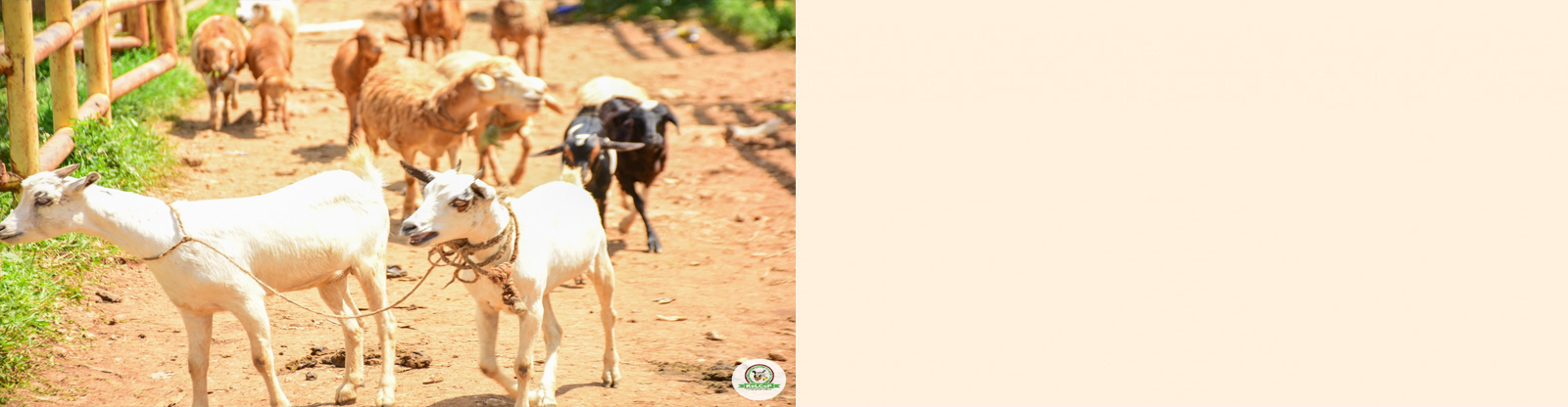 goat.png